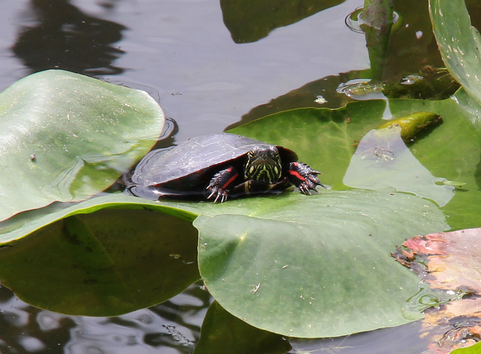 Midland Painted Turtles